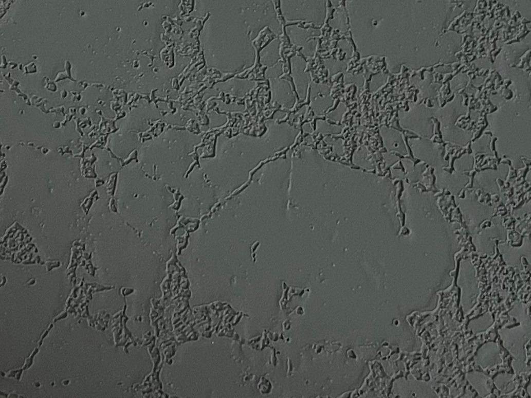 Версилк графит