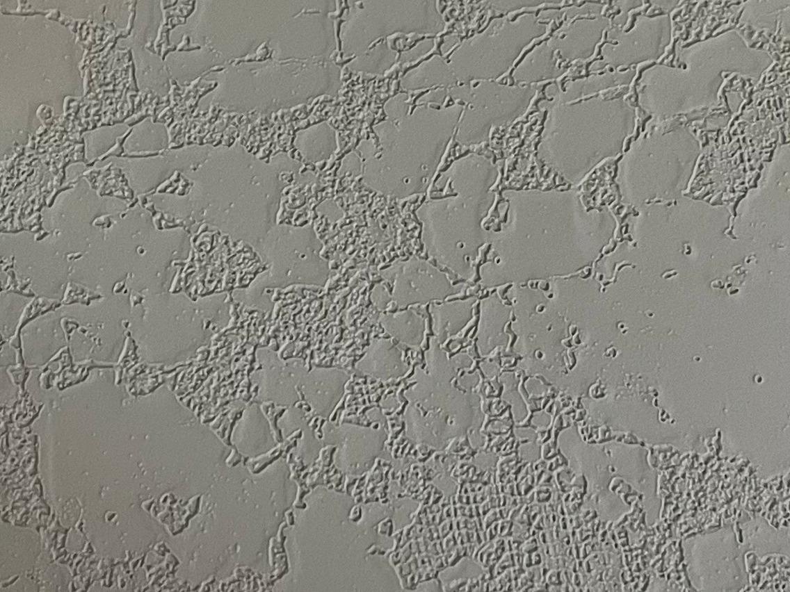 Версилк грей