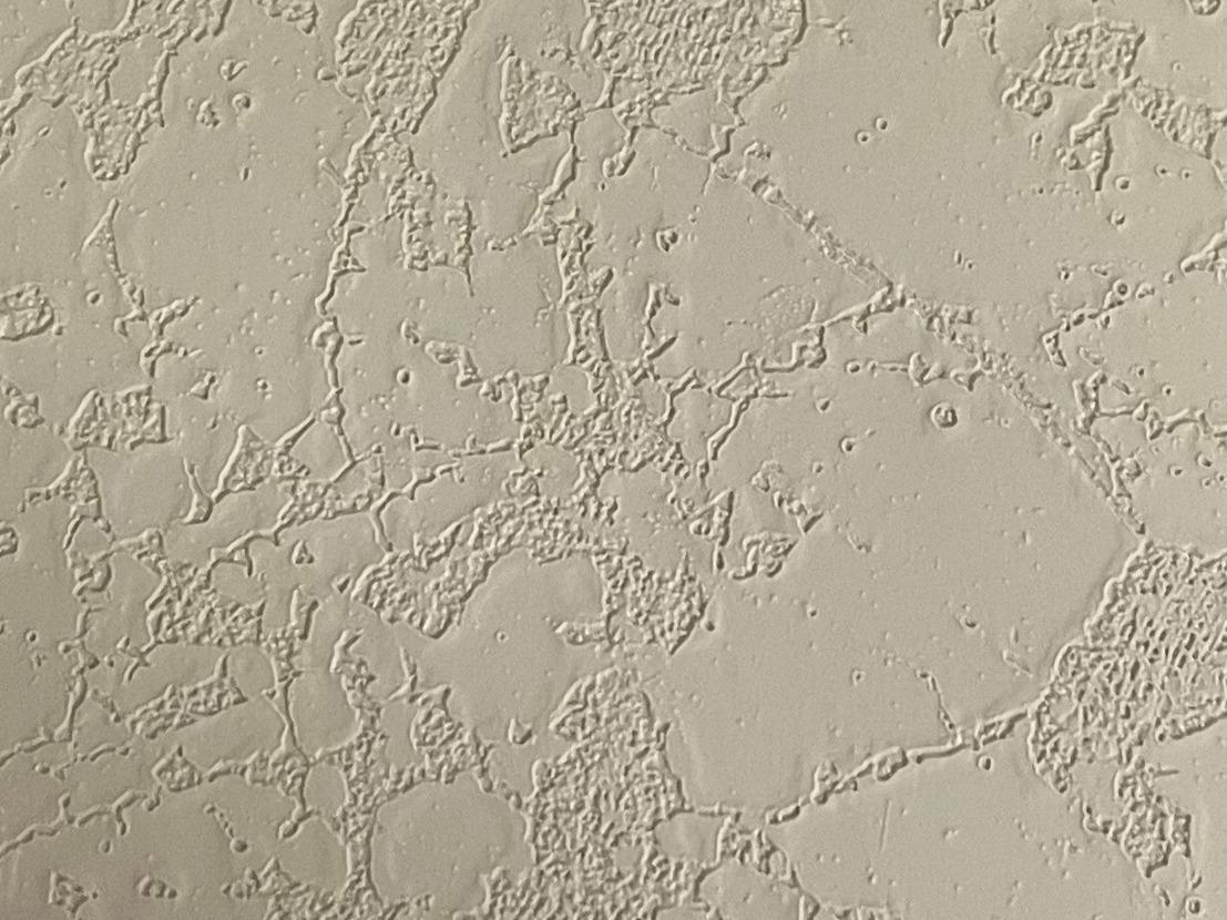 Версилк крем