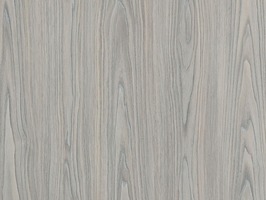 Швейцарский кедр седой *